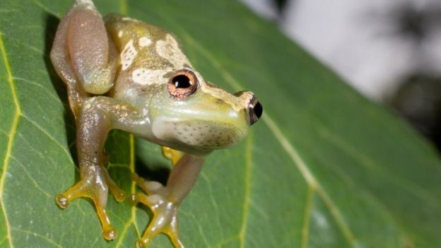 Frogs in Savoie face pond eviction over 'noise pollution' - BBC Newsround