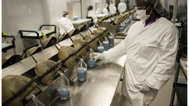 Mulher segura frasco de sangue de caranguejo-ferradura azul no Charles River Laboratory, nos Estados unidos