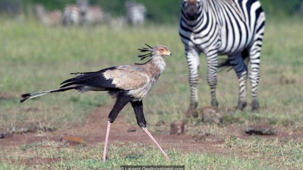 Secretarybird (Sagittarius serpentarius)