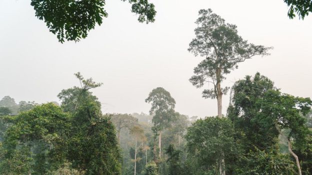 Bosque en África
