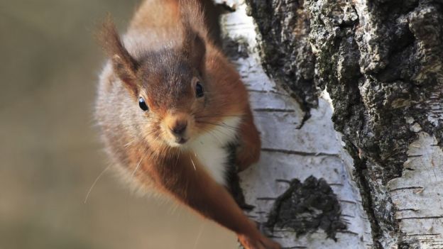 Northumberland Red Squirrel Sighting Increase Is 'brilliant News' - BBC ...