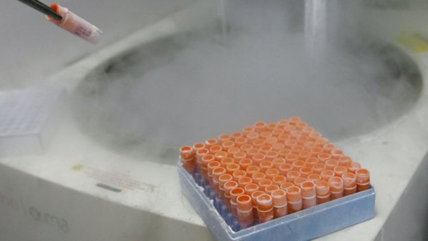 Células madre embrionarias congeladas en un laboratorio