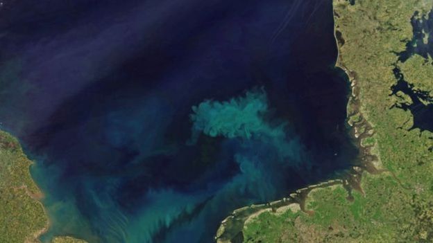 Imagem mostra mar esverdeado próximo à mata