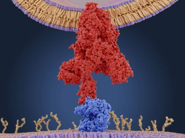 پروتئین (قرمز) ویروس کرونای جدید که به آنزیم مبدل آنژیوتانسین ٢ سلول انسان چسبیده