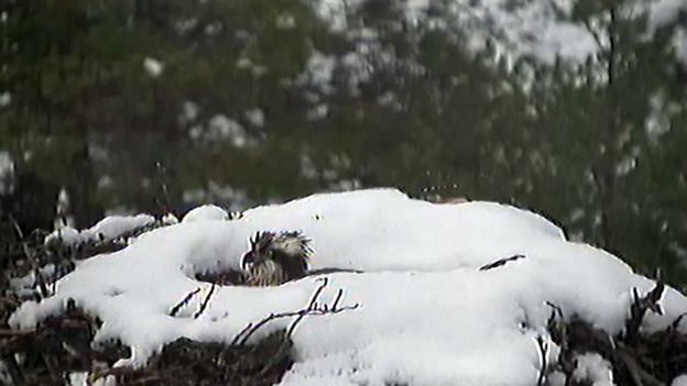 Osprey EJ and her snow covered nest