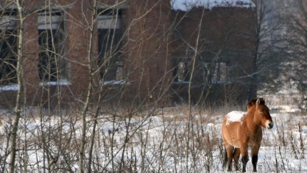 Un caballo salvaje frente a la vegetación y a un edificio abandonado en Chernóbil.
