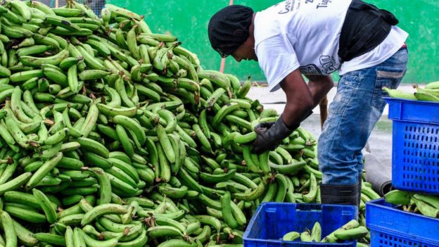 A worker doing banana selection process