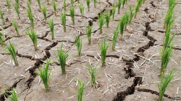 A rice paddy is parched and cracked from a long drought in Paju, north of Seoul, South Korea, 11 June 2015