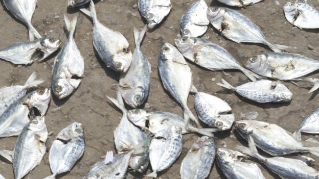 கருவாடு