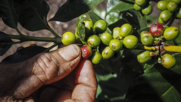 Mano de un hombre recoge café en Nicaragua.