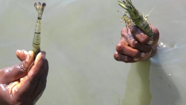 ஆபத்தை அறியாமல் கைகளால் இறால் பிடிக்கும் கடற்கரை பெண்களின் அவலம்