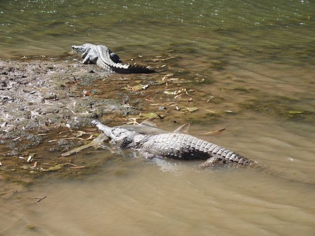 Photos show crocodile eating sawfish in Australia - BBC News