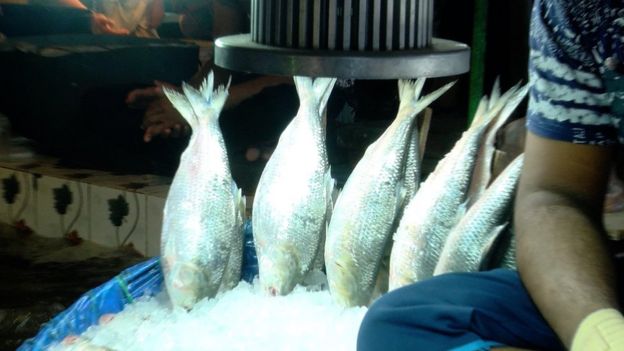 ভারতে পাঁচশ টন ইলিশ রপ্তানি করেছে বাংলাদেশ।