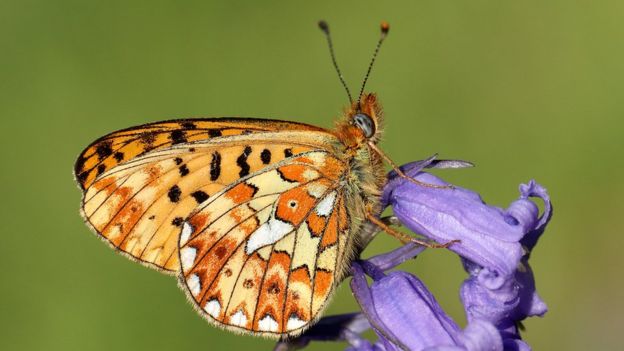 The butterflies we may never see again in Britain - BBC News