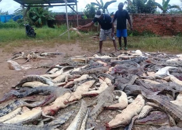 Dois homens observam de perto vários crocodilos mortos