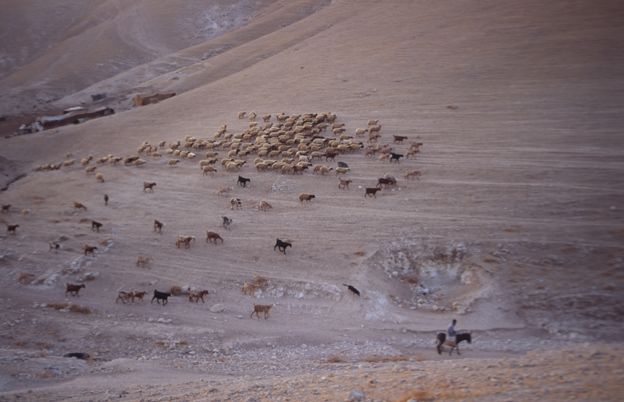 A Bedouin shepherd near Jericho