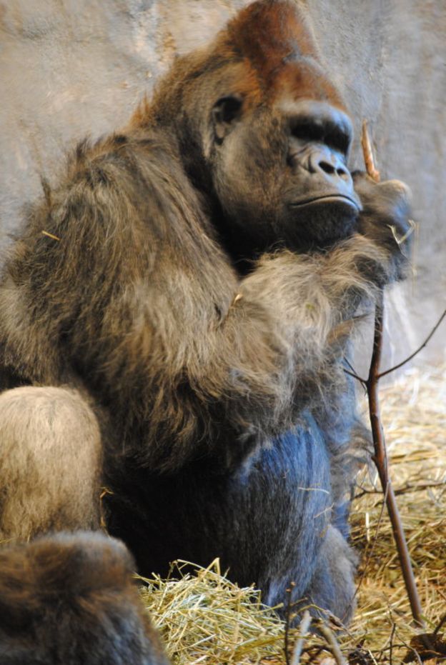 Gorila segurando galho