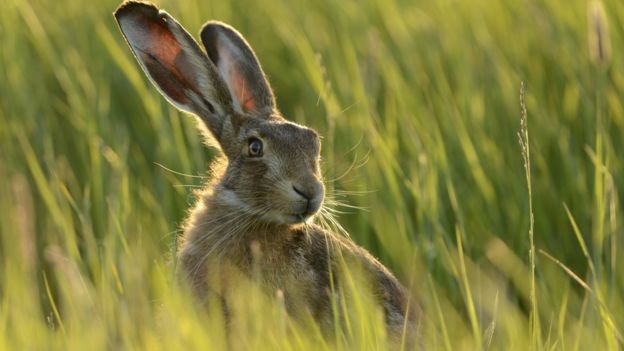 European hare