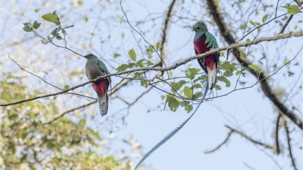 Quetzales