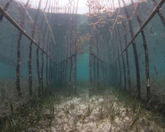 Static fish fences in seagrass in Indonesia