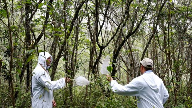 Pesquisadores recolhem mosquitos no Parque Anhanguera, em São Paulo