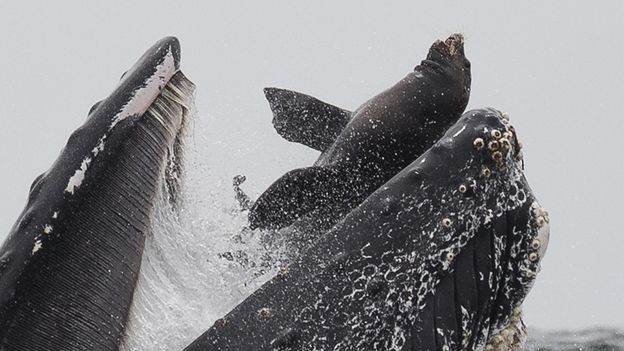 La ballena con el león marino en su boca.