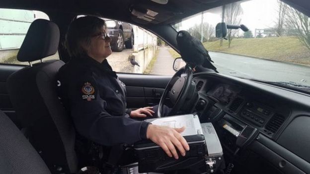 கனடாவில் காகத்தின் தாக்குதலால் தபால் விநியோகம் நிறுத்தம்