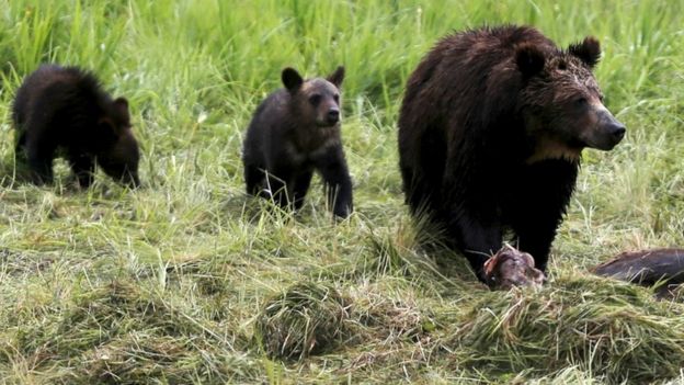 Grizzly bears in Yellowstone National Park