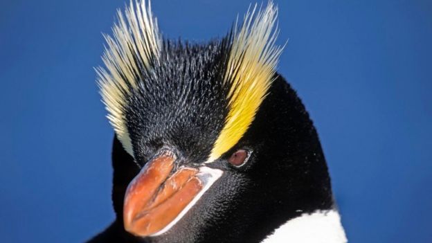 எரெக்ட்-க்ரெஸ்டட் பென்குயின்கள்