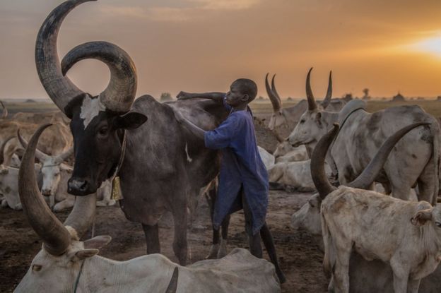 A boy tends to a cow