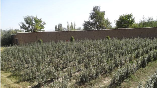 مڼه