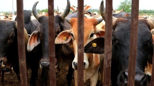 गाय