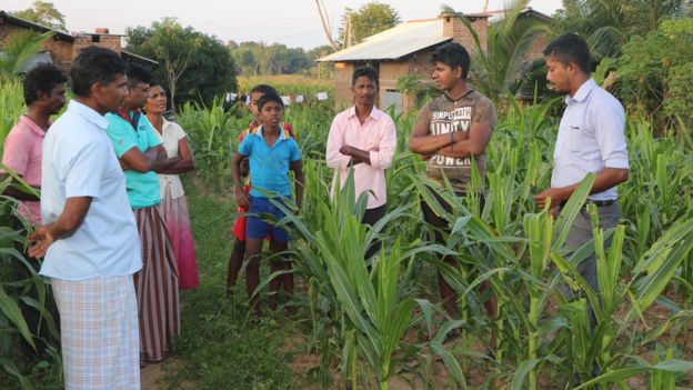 විනාශ වූ බඩ ඉරිඟු වගාවක්