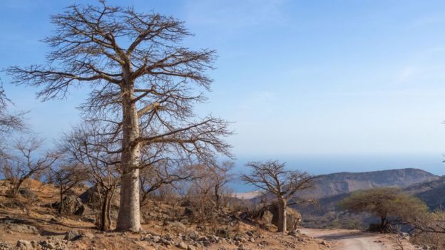 baobabs