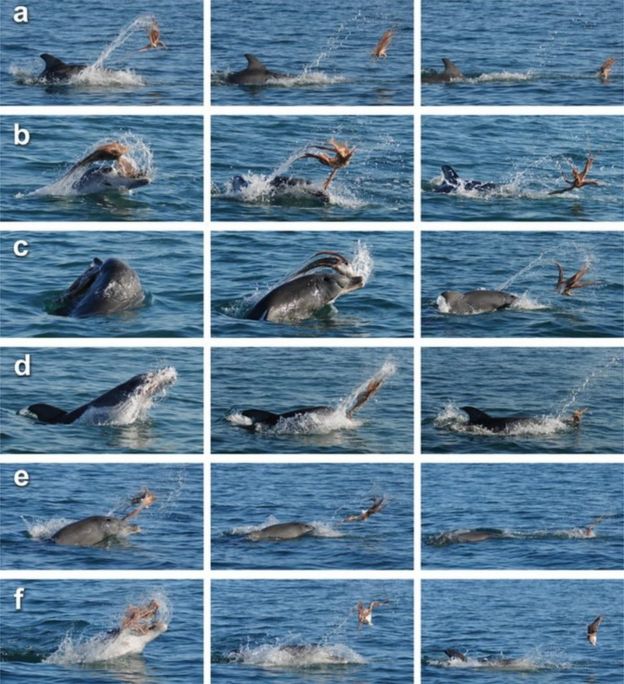 An adult bottlenose dolphin shakes an octopus off the coast of Bunbury, Western Australia