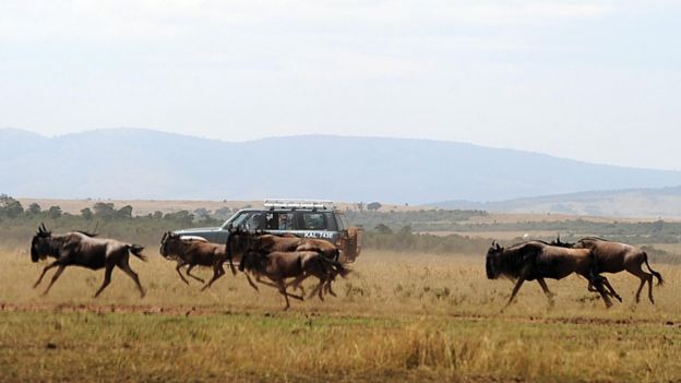 Maasai Mara Agosti 15, 2008