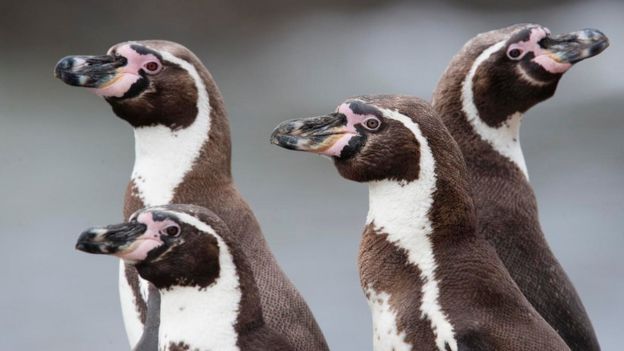 ஹம்போல்ட் பென்குயின்