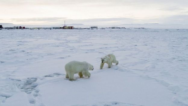 Two polar bears with the village in the background