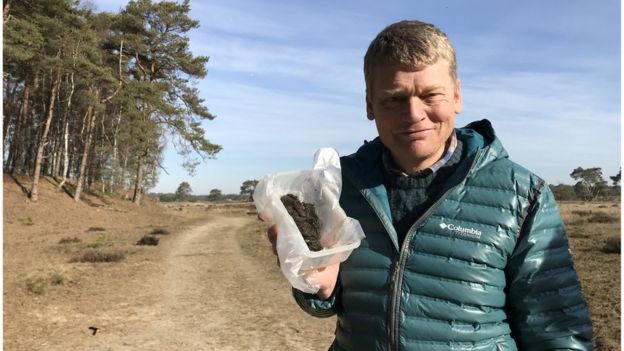 Wolf excrement found in the Netherlands