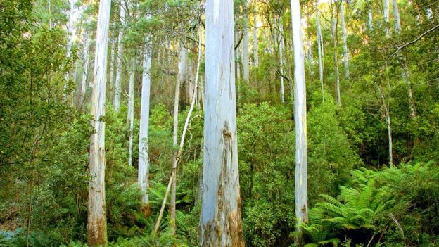 A eucalyptus tree forest in Australia