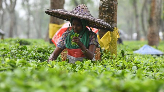 Una recolectora de té en una plantación en Assam.