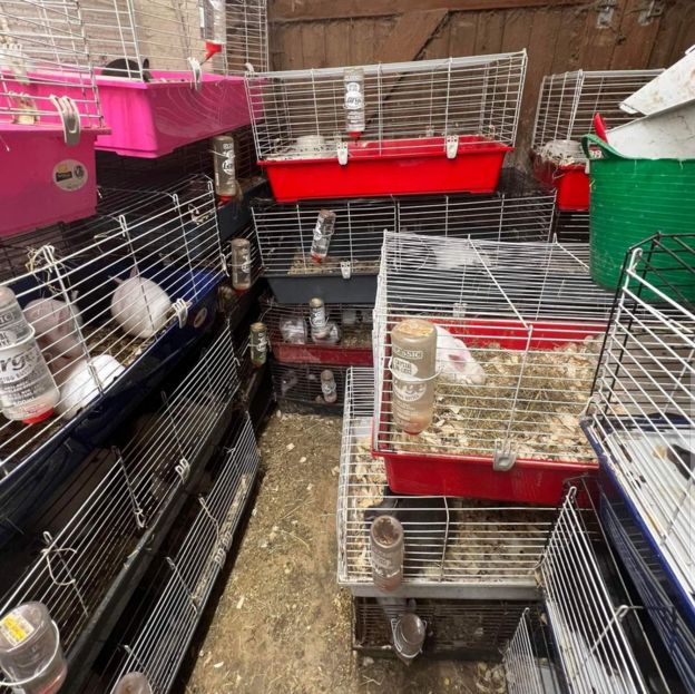 Easter warning after more than 160 rabbits rescued from one garage BBC News