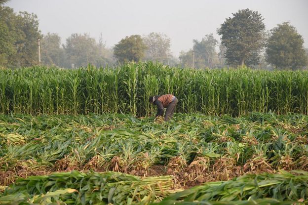 விவசாயம்