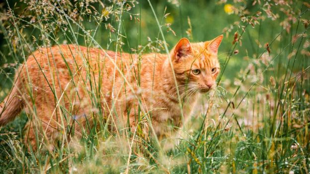Рыжий кот стреди травы