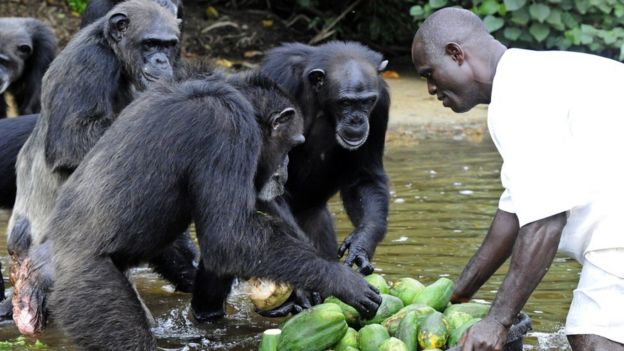 Chimpancés en Liberia