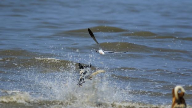 Perros atacando gaviotas.