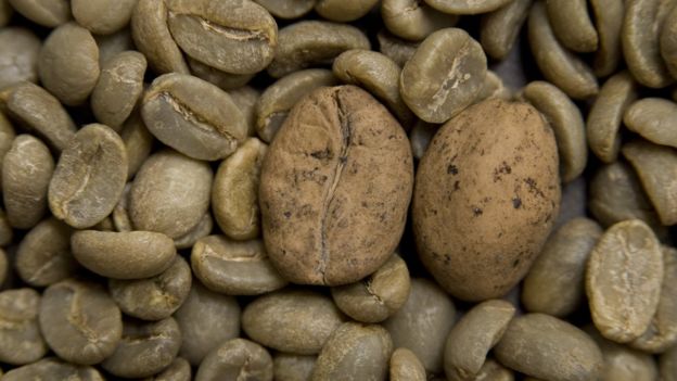 Grãos de café Ambongo, que está ameaçado, entre grãos de café arábica