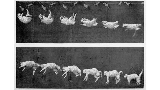 Sequência de imagens de gato caindo de Etienne-Jules Marey
