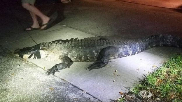 Buaya itu sempat melakukan perlawanan saat aparat kepolisian berusaha menggiringnya ke luar rumah. Namun buaya itu tidak mengalami cidera saat penangkapan.