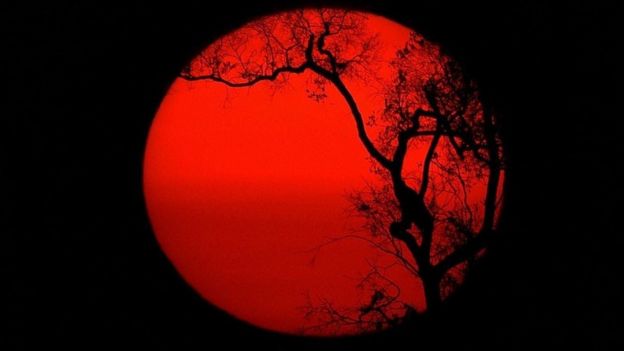 Sol com silhueta de árvore à frente